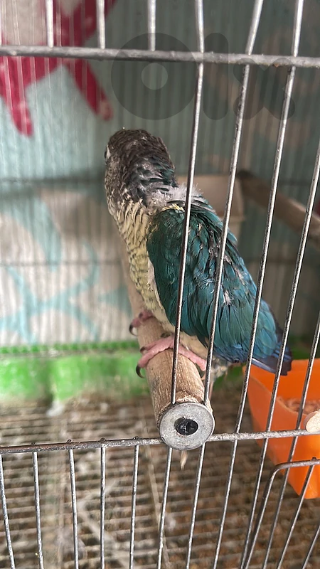 turquoise conure babies