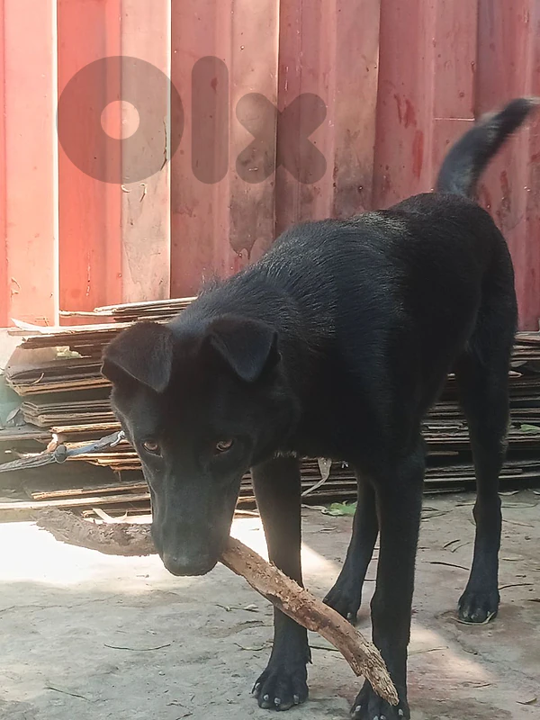 Labrador retriever