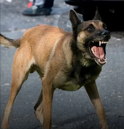 جرو Malinois x German Shepherd من أهالي سوبر شراسة