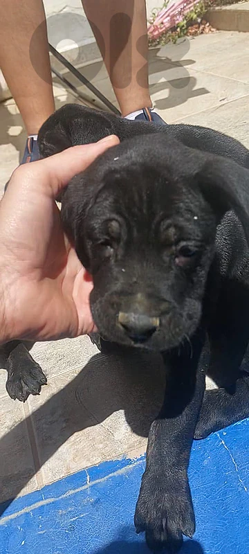 cane corso puppies for sale