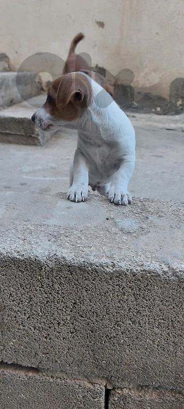 Jack Russel for sale