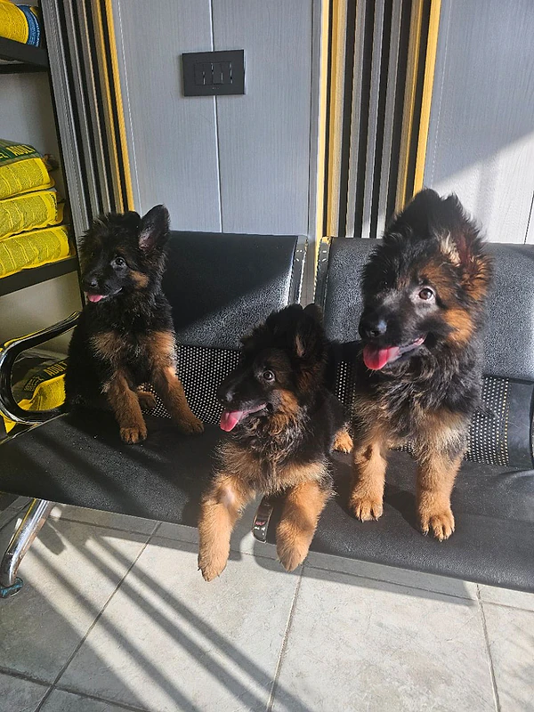 German puppies FCI