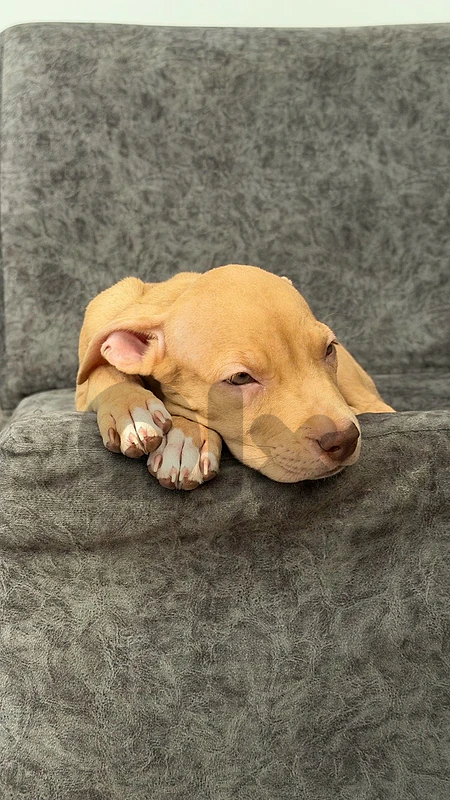 pitbull terrier red nose pure