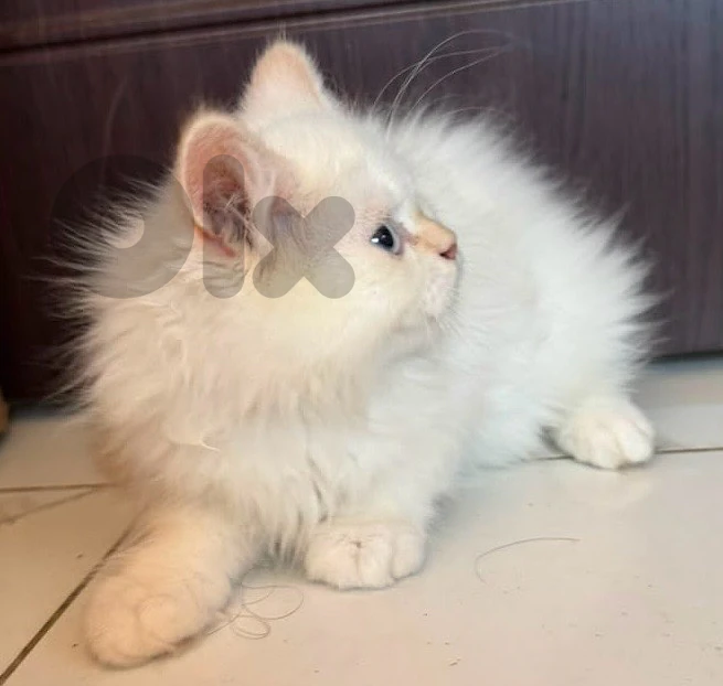 kitten