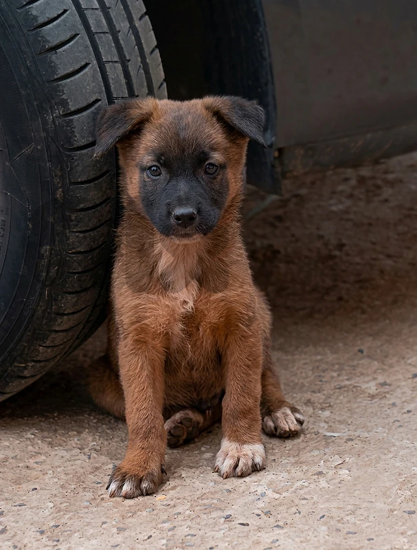 جرو Malinois x German Shepherd من أهالي سوبر شراسة