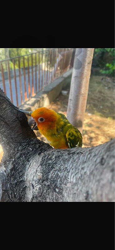 cokatail and conure turquoise and sunconure for sale