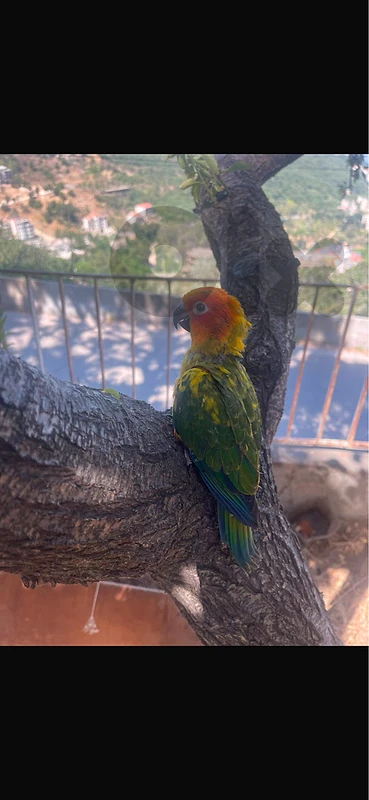 cokatail and conure turquoise and sunconure for sale
