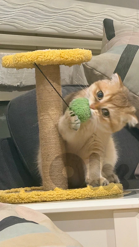 Golden Chinchilla Kitten