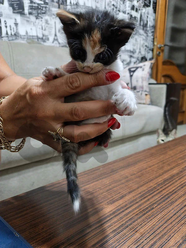 kittens for adoption
