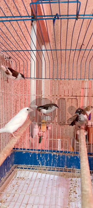 society finch