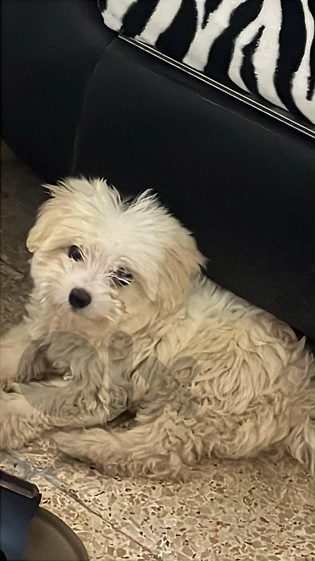 Bichon Female For sale