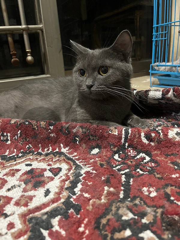 ام برتش و بنتها  شهرين سكوتش للتبني mother and kitten for adoption