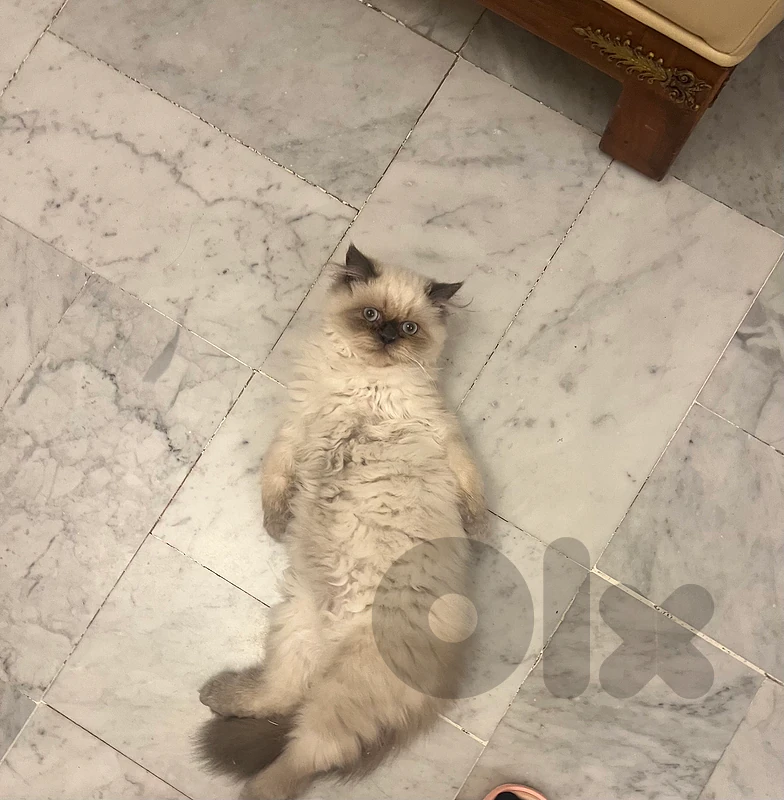 himalayan