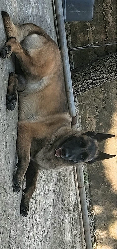 Beautiful Dogs need a home