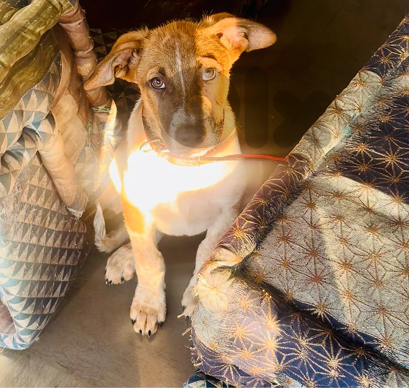 Bagel ( For Adoption)