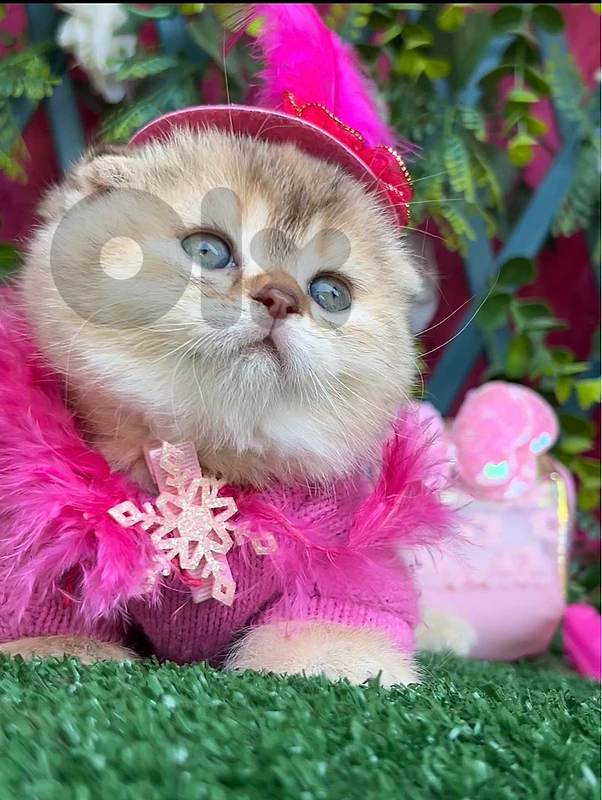 Golden Chinchilla Scottish fold kittens