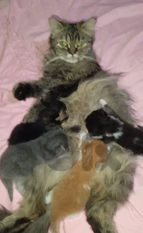Gorgeous Persian Kittens – Reserving Now! Purebred Parents