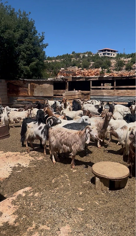 goat/ماعز