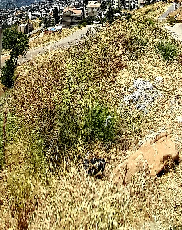Land for sale in Farayaعقار للبيع في فاريا