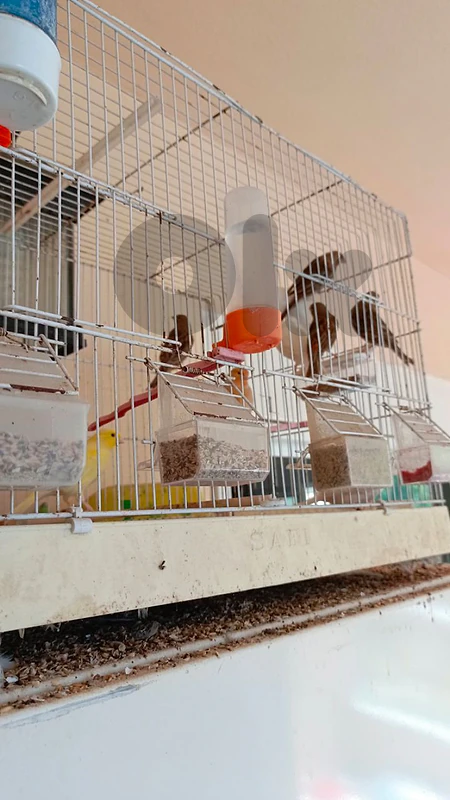 canary