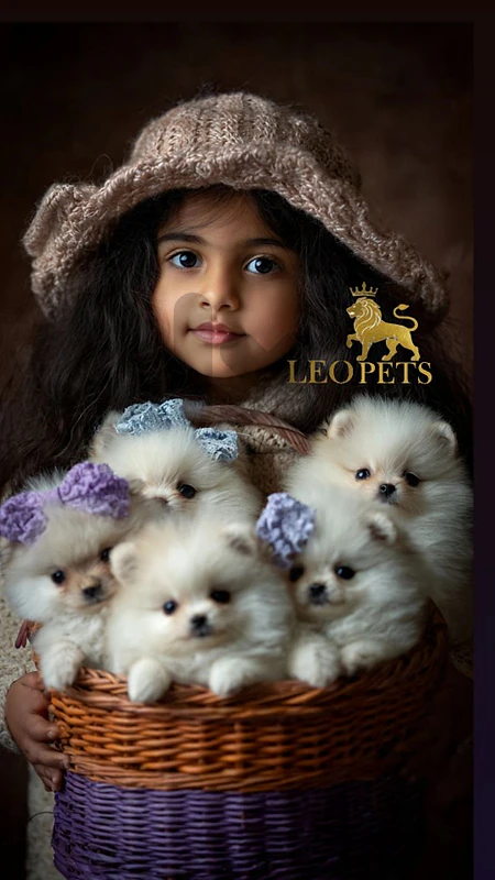 Pomeranian teacup 👣 pure  breed 🐶