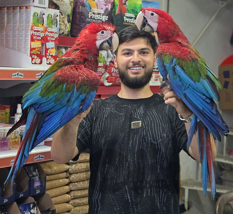 Green wing macaw