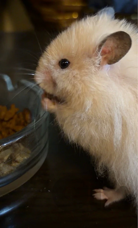 Long-Haired Hamster + Cage & Accessories & food