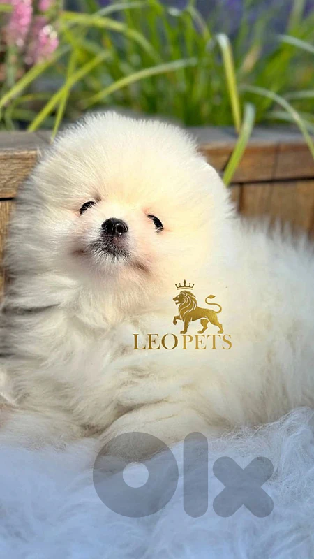 Pomeranian small👣 pure  breed 🐶