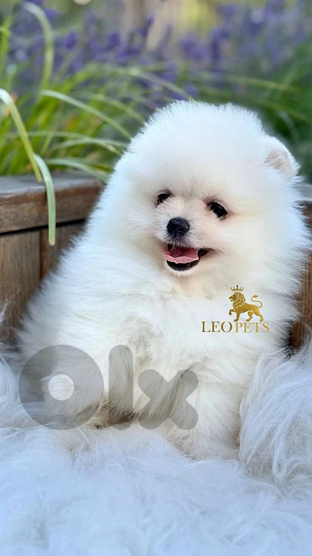 Pomeranian small👣 pure  breed 🐶