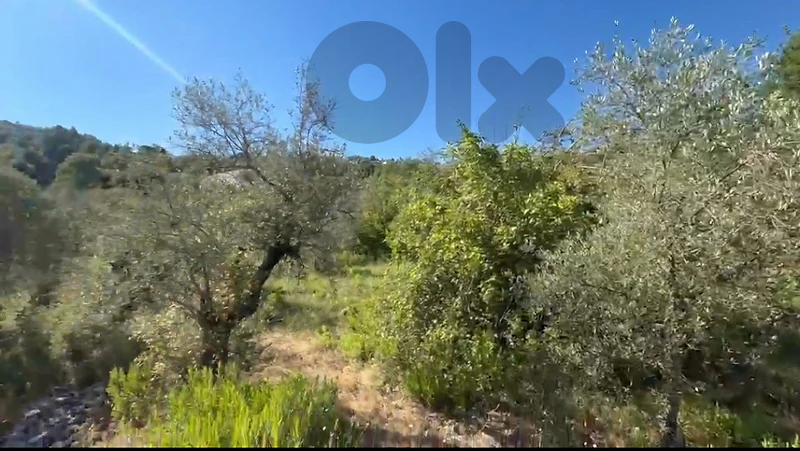 land for sale in Bchaaleh أرض زيتون للبيع ببشعلة