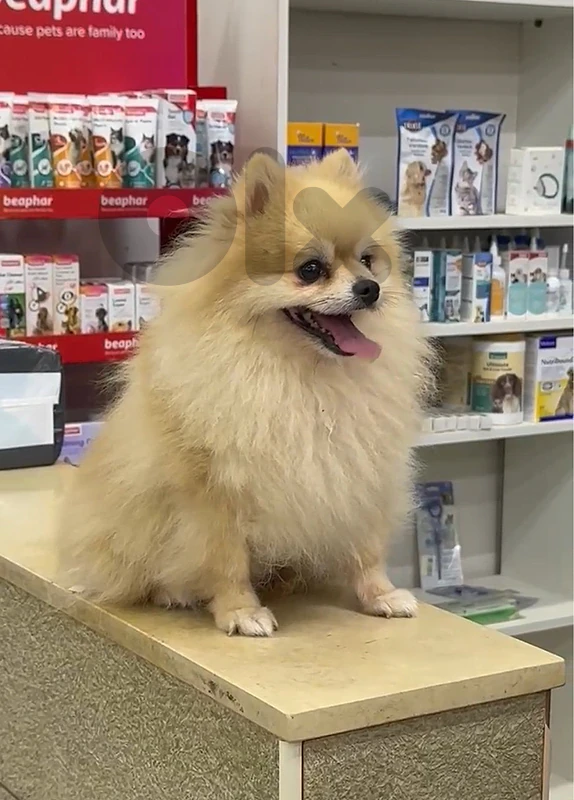 pomeranian