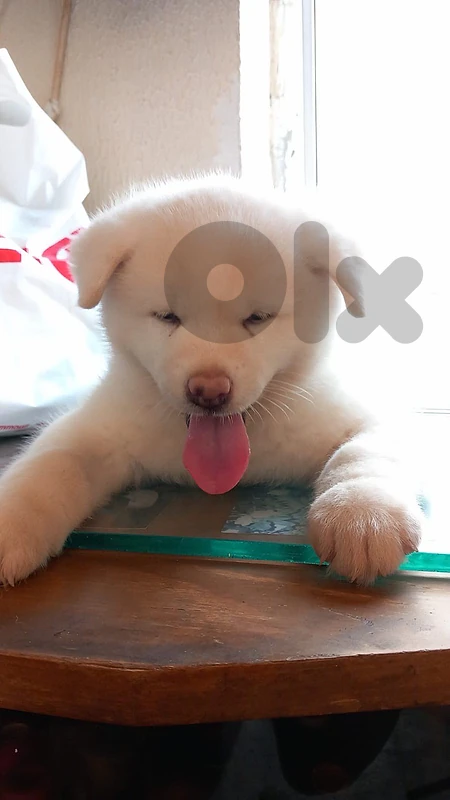 beautiful japanese akita