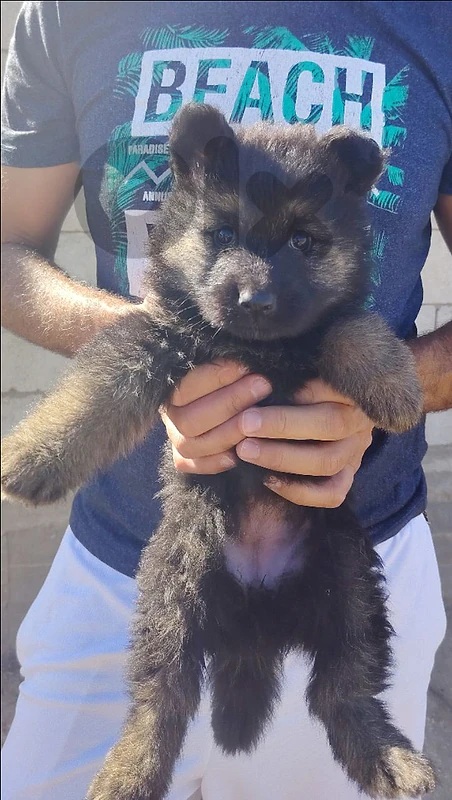 Full black German Shepherd Full black German Shepherd