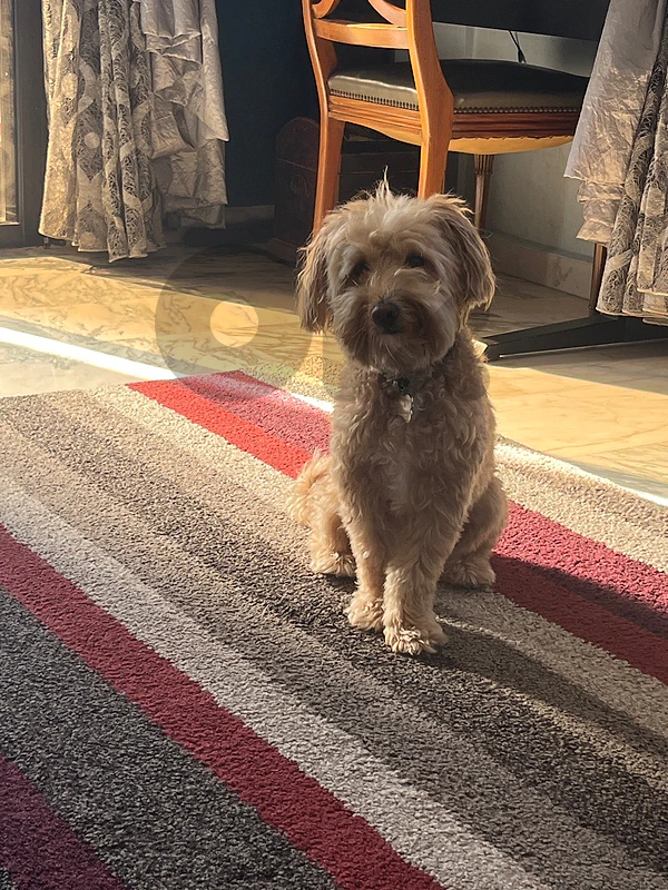 poodle