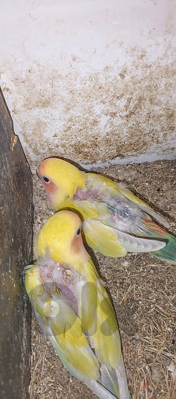 روز  كبار وصغار