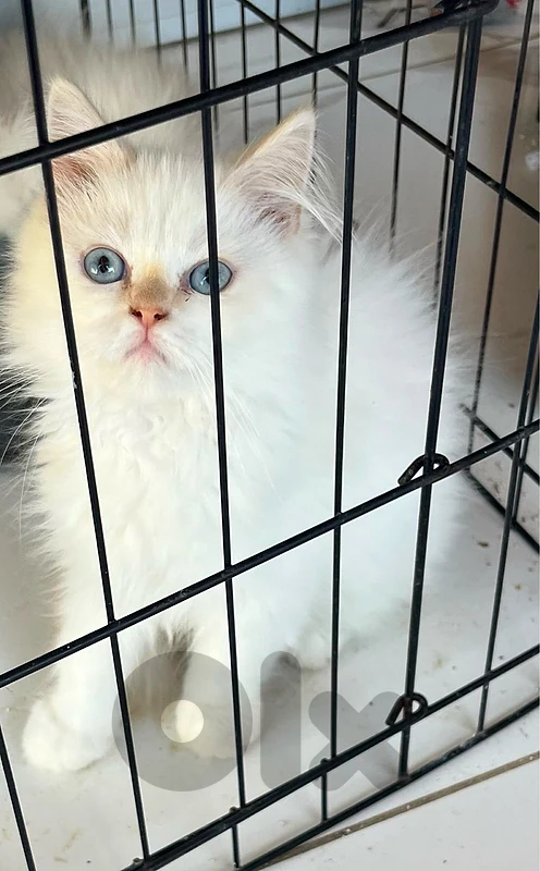kitten