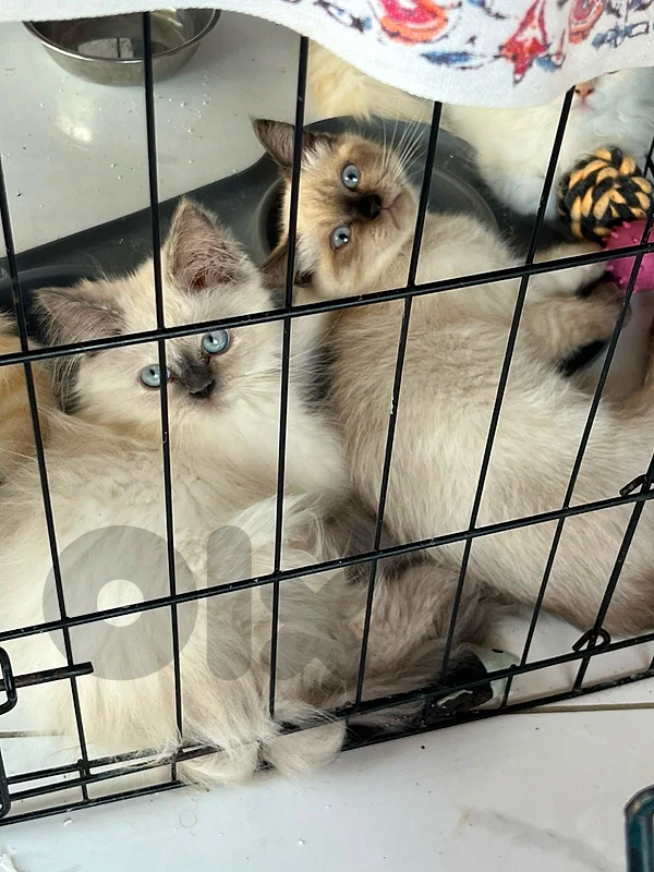 kitten