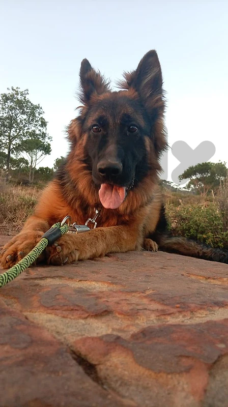 Champion Bloodline Long & Short Hair German Shepherds