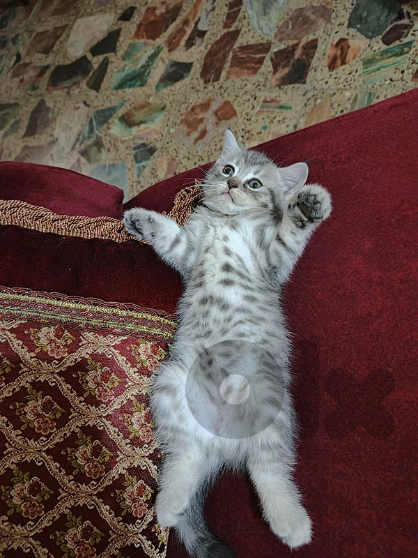 الغبيري