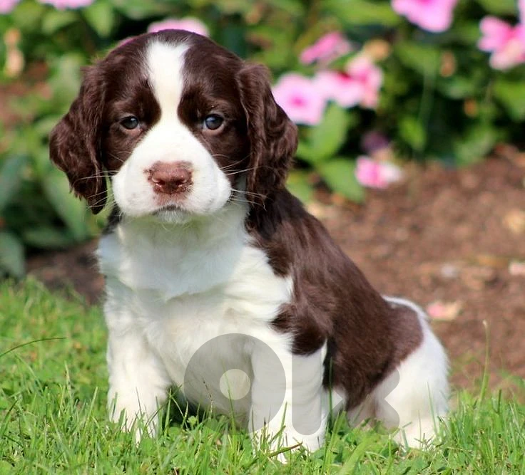 🐶 Rare Chocolate & White Cocker Spaniel Puppy 🤎🤍
