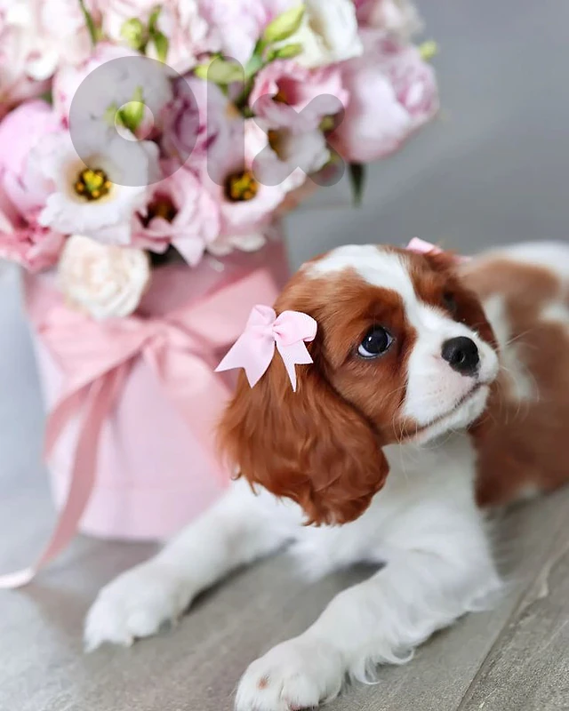 Cavalier King Charles Puppies - dog كلاب