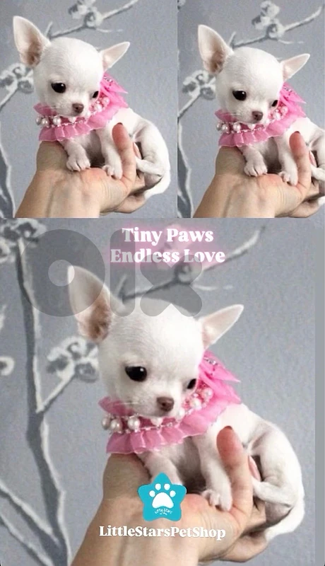 Adorable white Chihuahua puppy available in store! DELIVERY dog كلاب