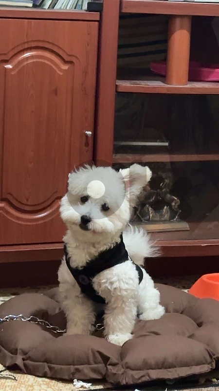 Bichon maltese puppy