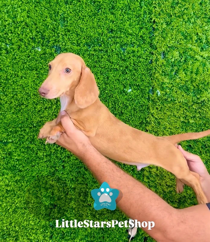Rare Dachshund cream color imported available in store & delivery