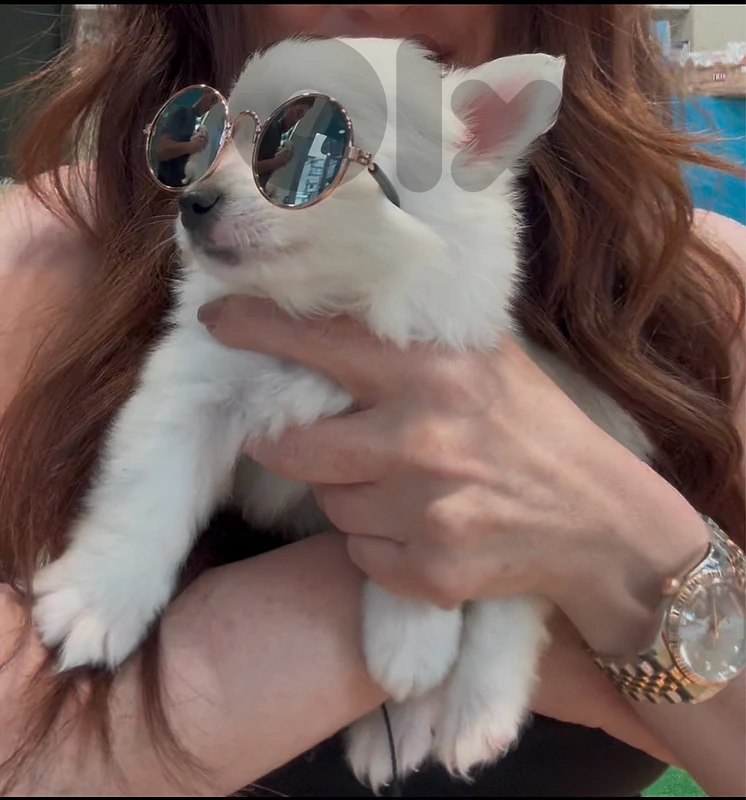 Loulou puppies available