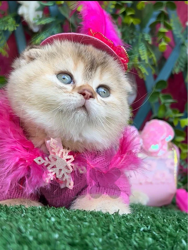 Golden Chinchilla Scottish fold kittens
