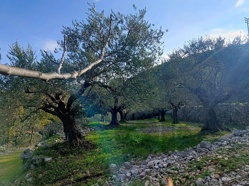 land for sale in Assia أرض للبيع في أسيا