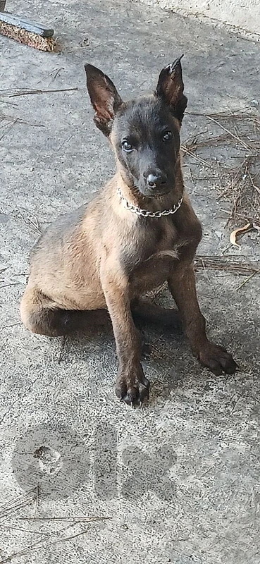 belgian mallinios for sale