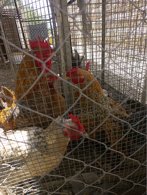 roosters | ديوك