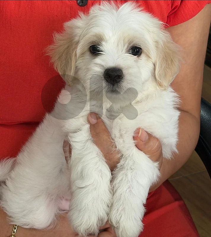 puppies /dogs /كلاب صغيرة
